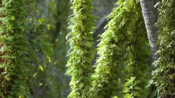 Selvas Subtropicales Florida Con Palmeras Verdes Vegetación Silvestre Sur Estados — Vídeos de Stock