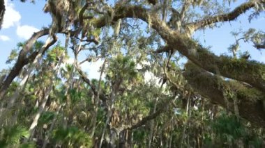 Güney Florida 'da canlı meşe ağaçları ve yeşil palmiye bitkilerinde İspanyol yosunları olan tropik ormanlar. Yoğun yağmur ormanları ekosistemi.