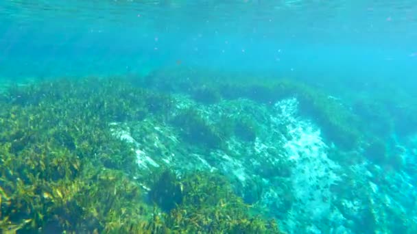 Tropikalna Podwodna Natura Źródeł Florydy Podwodny Egzotyczny Świat Zieloną Roślinnością — Wideo stockowe