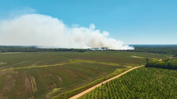 森林火災による白煙が大気汚染を増大させている 自然災害コンセプト — ストック動画