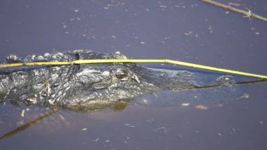 Florida 'daki timsah doğal sularda yüzüyor. Florida 'nın güneyindeki nehir kıyısında Amerika' ya özgü sürüngen avcısı..