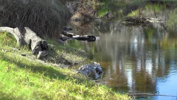 Alligator Amérique Dans Habitat Naturel Reptile Dangereux Reposant Sur Rive — Video