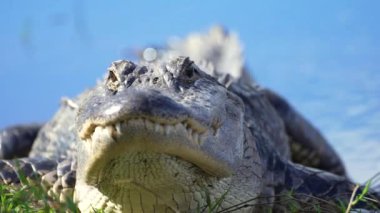 Florida sulak alanlarındaki göl kıyısındaki Amerikan timsahı. Amerika 'nın güneyinde yaşayan sürüngen yırtıcı.