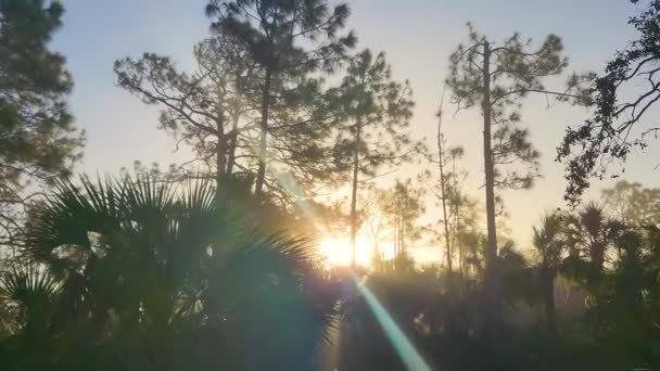 Субтропические Джунгли Флориды Зелеными Пальмами Дикой Растительностью Юге Сша Плотная — стоковое видео