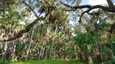 Tropik yağmur ormanları ekosistemi. Florida 'daki canlı meşe ormanları Güney Amerika' da İspanyol yosunu ve yeşil palmiye ağaçlarıyla kaplıdır..
