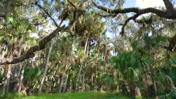 熱帯雨林のエコシステム 米国南部のスペインのモスと緑のヤシの木で覆われたライブオークスとフロリダのジャングル — ストック動画
