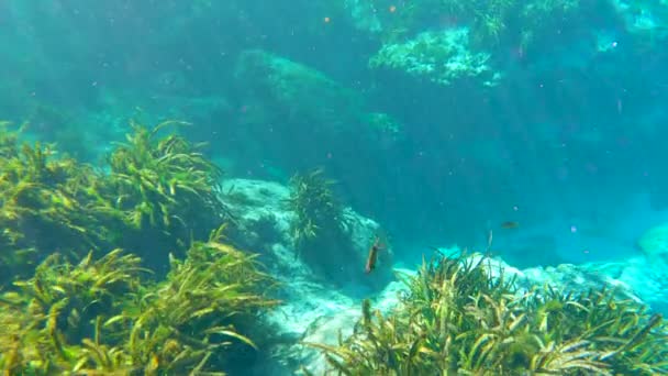 Podwodne Dzikie Zwierzęta Florydzie Alexander Sprężyny Piękna Tropikalna Natura Jaskini — Wideo stockowe