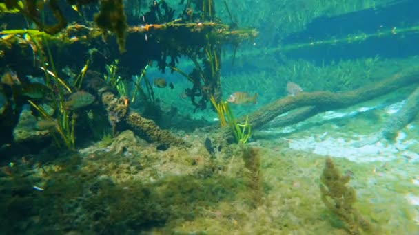 Podwodne Dzikie Zwierzęta Roślinnością Słodkowodną Dzikimi Rybami Floryda Wypływa Pod — Wideo stockowe