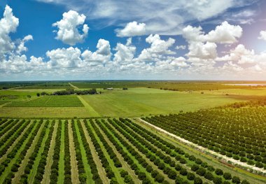 Florida 'da portakal bahçesi kırsal alanlarda güneşli bir günde yetişen narenciye ağaçları.