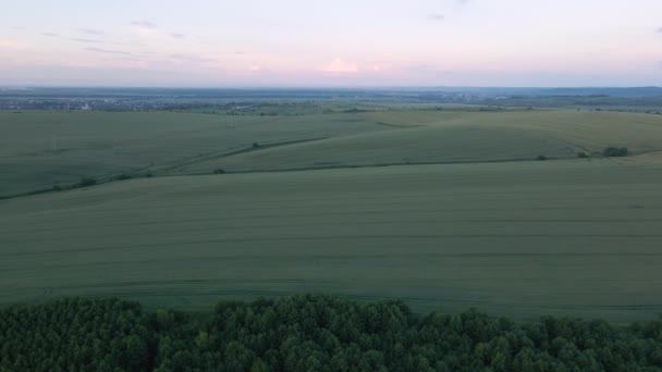 Peisaj Aerian Terenurilor Agricole Verzi Sezonul Vară Culturi Creștere Domeniul — Videoclip de stoc