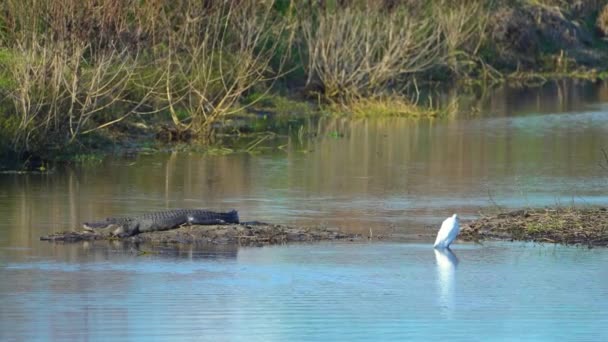 Cocodrilo Americano Orilla Del Lago Los Humedales Florida Depredador Reptiliano — Vídeos de Stock