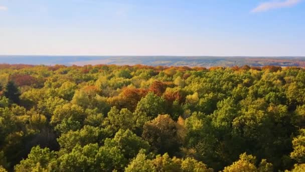 晴れた日には秋の森の中に黄色とオレンジのキャノピーとカラフルな森 秋の自然景観 — ストック動画