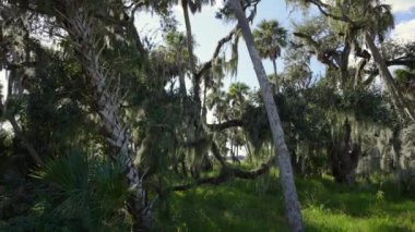 Yeşil palmiye ağaçları ve vahşi bitki örtüsü olan Florida yağmur ormanları. Yoğun tropikal orman ekosistemi.