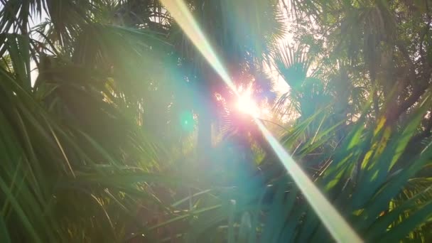 Dżungla Tropikalna Zielonymi Palmami Dziką Roślinnością Południowej Florydzie Gęsty Ekosystem — Wideo stockowe