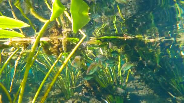Florida Nın Tropik Sualtı Kaynağı Yüzen Balıklar Yeşil Bitki Örtüsüyle — Stok video