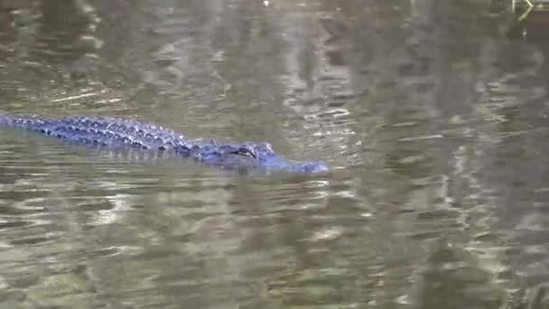 Amerikaanse Alligator Natuurlijke Habitat Gevaarlijk Reptiel Zwemmen Zoet Water Rivier — Stockvideo