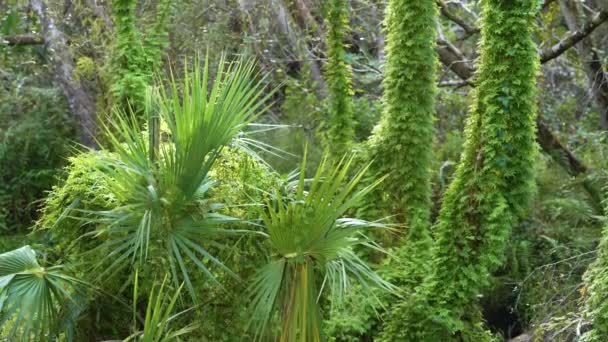 Krásná Tropická Příroda Deštný Prales Zelenými Palmami Divokou Vegetací Jižní — Stock video
