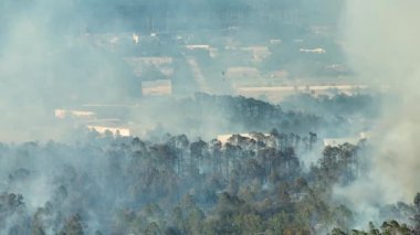 Florida orman ormanlarında yangın söndüren itfaiye helikopteri. Acil servis helikopteri ormanda alevleri söndürmeye çalışıyor. Kalın duman yükseliyor..