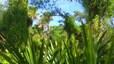 Güney Amerika 'da yeşil palmiye ağaçları ve vahşi bitki örtüsü olan Florida subtropikal ormanları. Yoğun yağmur ormanları ekosistemi.