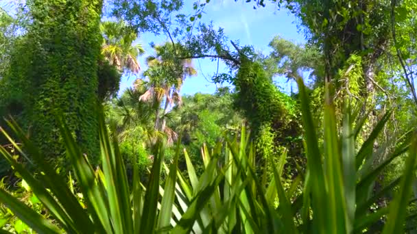 Floridské Subtropické Džungle Zelenými Palmami Divokou Vegetací Jižních Usa Hustý — Stock video
