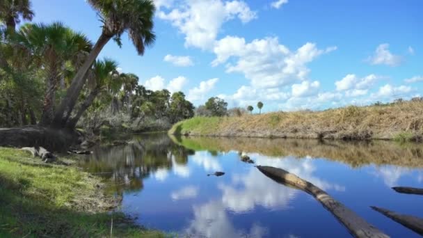Floryda Subtropikalne Tereny Podmokłe Zielonymi Palmami Dżungli Dziką Roślinnością Południowych — Wideo stockowe