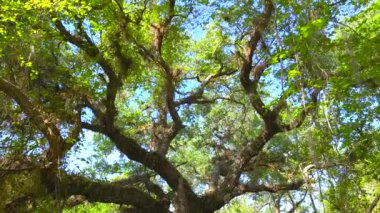 Güney Florida, ABD 'de yeşil palmiye ağaçları olan astropikal ormanlar. Yoğun yağmur ormanları ekosistemi.