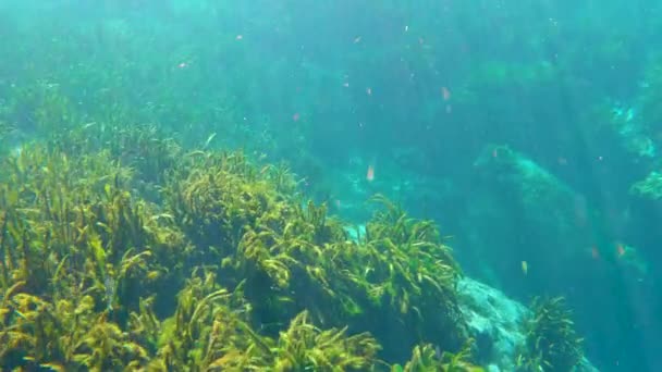 Podwodna Przyroda Skałami Jaskiniowymi Roślinnością Słodkowodną Floryda Wypływa Pod Wodą — Wideo stockowe