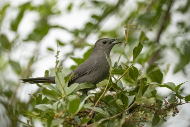 Florida 'da yaz mevsiminde bir ağaç dalına tünemiş bir kuş..