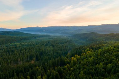 Karanlık dağ tepeleriyle dolu, sonbahar gündoğumunda çam ağaçlarıyla kaplı muhteşem manzara. Şafak vakti güzel vahşi ormanlık.