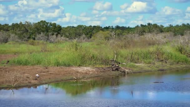 Florida Subtropical Wetlands Green Jungle Palm Trees Wild Vegetation Southern — Stock Video