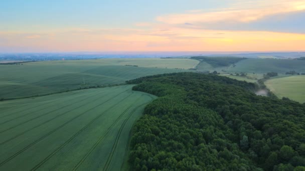 夏天绿地长满了庄稼 农业耕地 农业和农业工业 — 图库视频影像