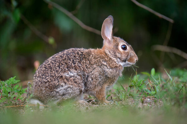 Grey small hare eating grass on summer field. Wild rabbit in nature.