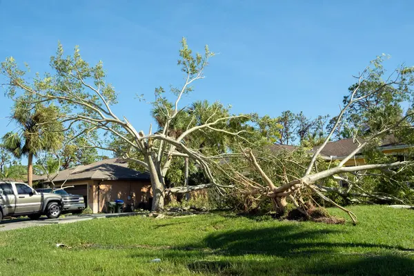 Tree removal after hurricane damage in Florida home backyard. Fallen down debris after strong tropical storm winds. Consequences of natural disaster.