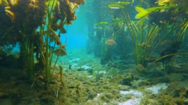 Florida doğayla iç içe. Taze su bitkisi ve vahşi balıklı su altı yaban hayatı. Güzel tropikal manzara