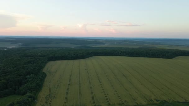 Grünes Ackerland Der Sommersaison Mit Kulturpflanzen Landwirtschaftlich Bewirtschaftetes Feld Landwirtschaft — Stockvideo