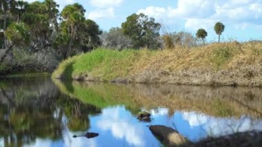 Myakka Nehri Parkı güzel tropikal doğa. Yeşil palmiye ağaçları, tatlı su gölü ve Florida 'nın güneyinde vahşi bitki örtüsü olan orman yağmur ormanları. Yoğun yağmur ormanları ekosistemi.
