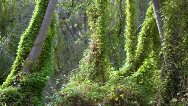 Tropical Rainforest Ecosystem Florida Jungles Green Palm Trees Wild Vegetation — Stock Video