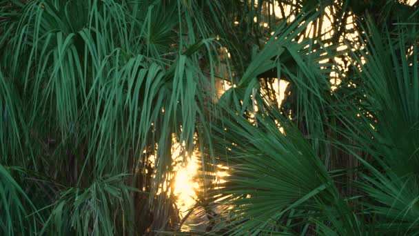 Тропические Тропические Леса Экосистемы Флоридские Джунгли Зелеными Пальмами Дикой Растительностью — стоковое видео
