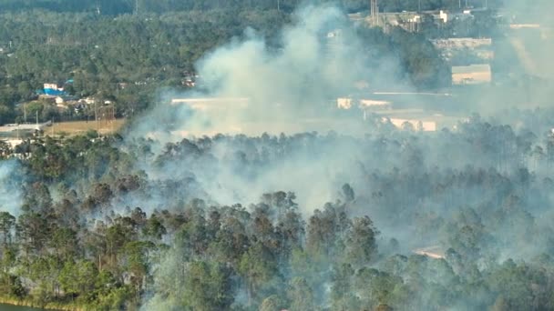 フロリダのジャングルの森で激しい火災 熱帯林の濃い煙で熱い炎 — ストック動画