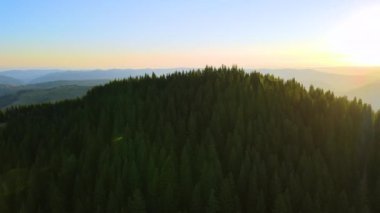 Vahşi dağlarda renkli günbatımının havadan görünüşü. Parlak batan güneşle aydınlanan karanlık çam ormanı. Güzel doğa manzarası.