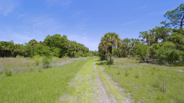 Brudna Droga Dzikiej Tropikalnej Naturze Zielonymi Mokradłami Dżungla Floryda Palmami — Wideo stockowe