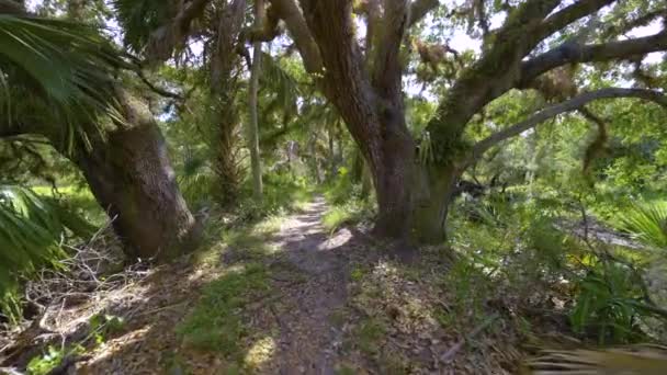 Tropikal Doğayı Keşfetmek Güney Florida Yeşil Palmiye Ağaçları Yabani Bitki — Stok video