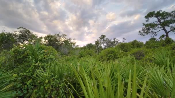 緑のヤシの木と野生の植生を持つフロリダジャングルの熱帯雨林 熱帯森林エコシステム — ストック動画