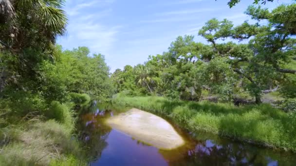 Yeşil Palmiye Ağaçları Vahşi Bitki Örtüsü Arasında Nehir Bulunan Florida — Stok video