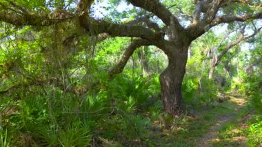 Güney Florida 'da yeşil palmiye ağaçları ve vahşi bitki örtüsü olan tropikal ormanlar. Yoğun yağmur ormanları ekosistemi.