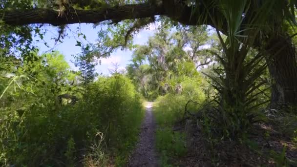 Похідний Стежка Субтропічних Джунглях Дика Рослинність Зеленими Пальмами Півдні Флориди — стокове відео