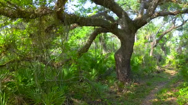 Selvas Tropicais Com Palmeiras Verdes Vegetação Selvagem Sul Flórida Ecossistema — Vídeo de Stock