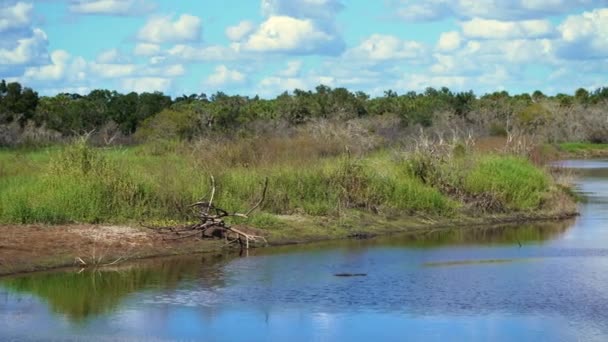 Ecosistema Selva Tropical Selvas Florida Con Río Agua Dulce Palmeras — Vídeo de stock