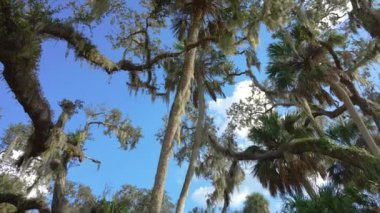 Yoğun yeşil yağmur ormanları olan vahşi tropikal doğa. Güney Amerika 'da palmiye ağaçları ve İspanyol yosunlarıyla kaplı Florida ormanları Live Oaks' u kapladı..