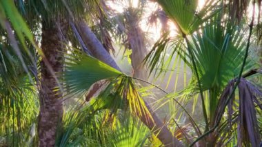 Yoğun yeşil yağmur ormanları olan vahşi tropikal doğa. Güney Amerika 'da palmiye ağaçları ve bitki örtüsü olan Florida ormanları.